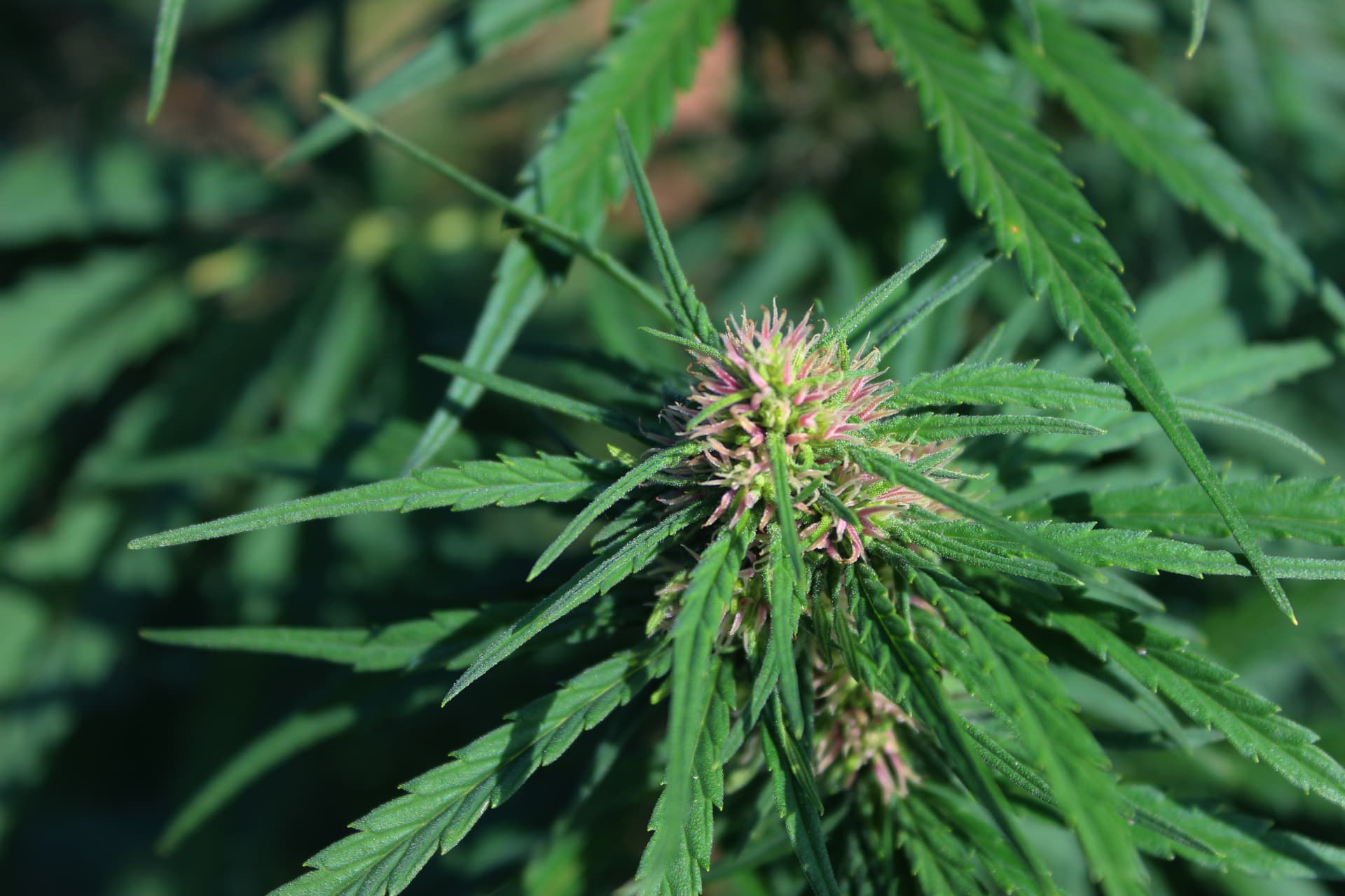 Organic CBD hemp from the Canavita field